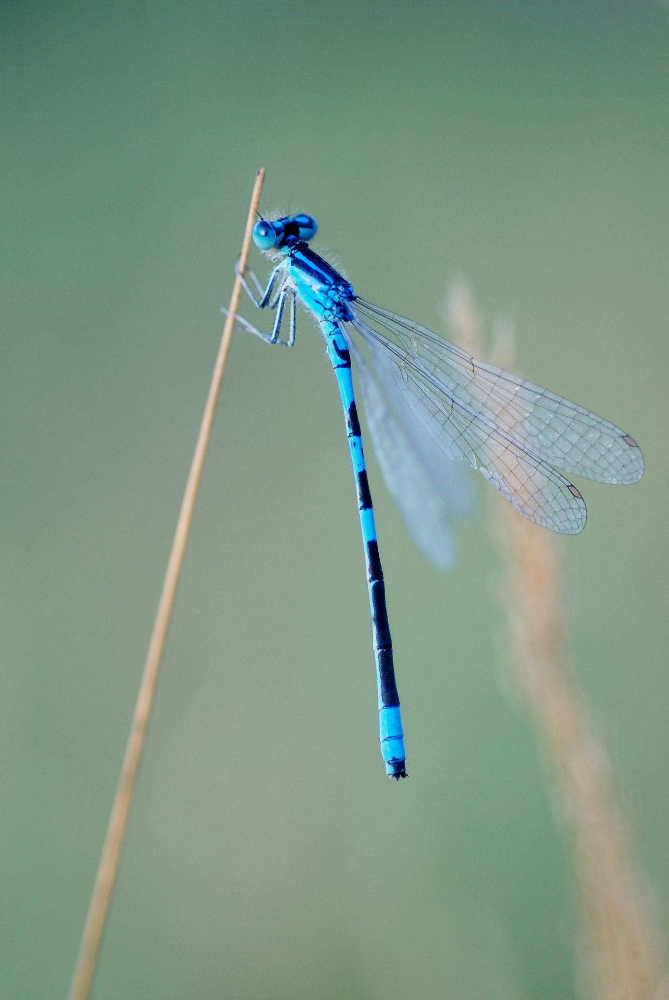 Coenagrion scitulum