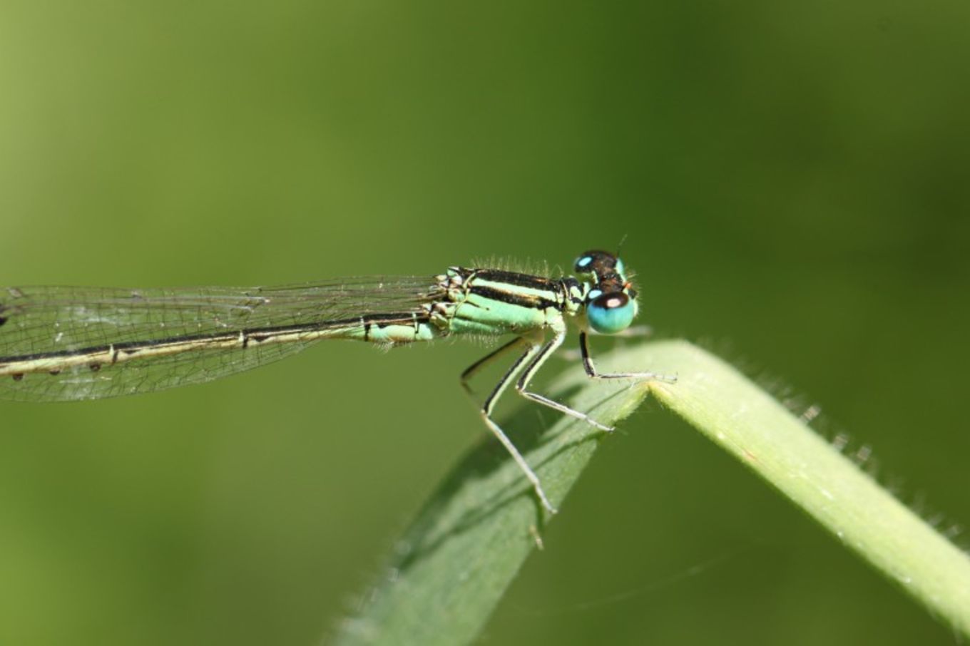 Ischnura intermedia