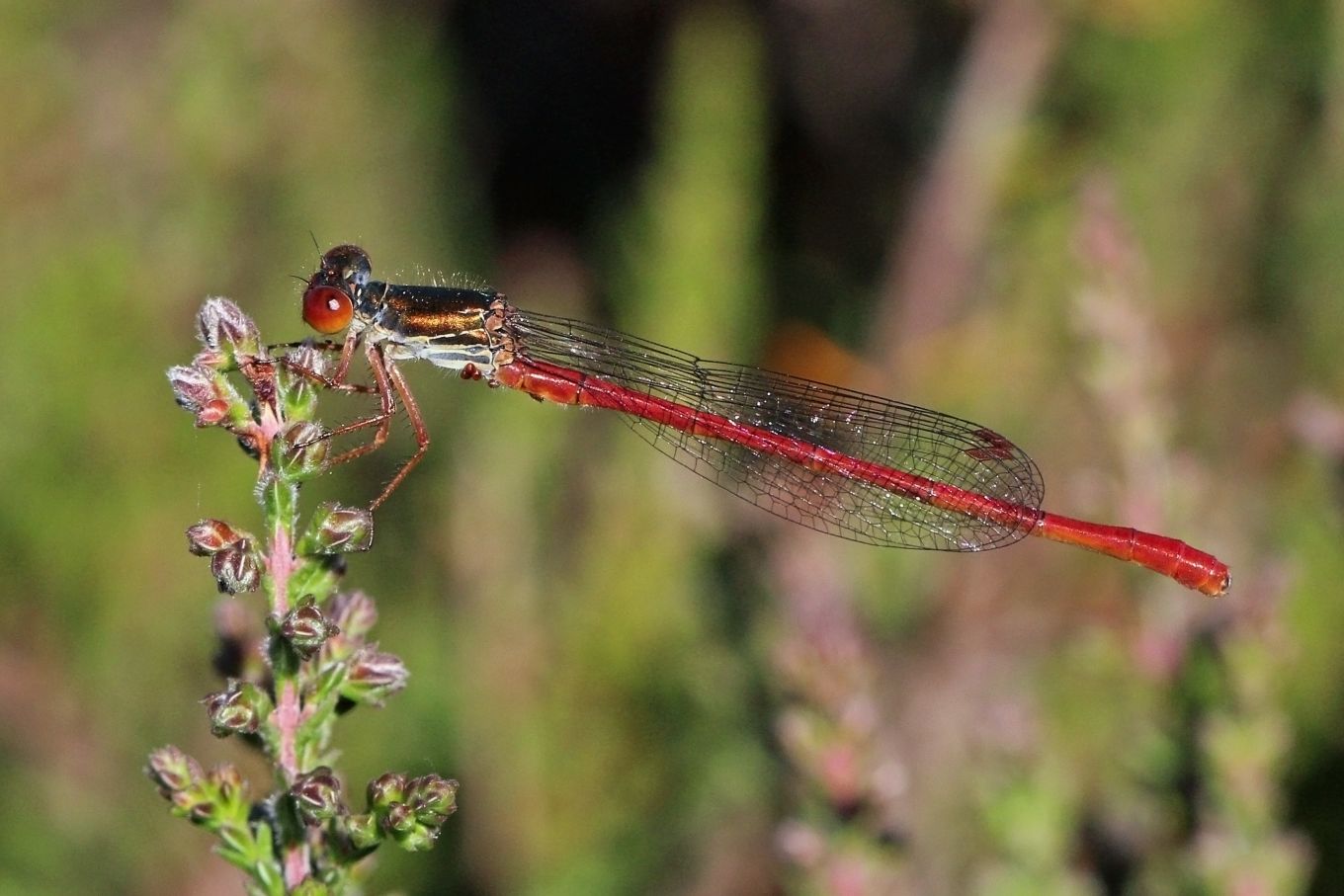 Ceriagrion tenellum