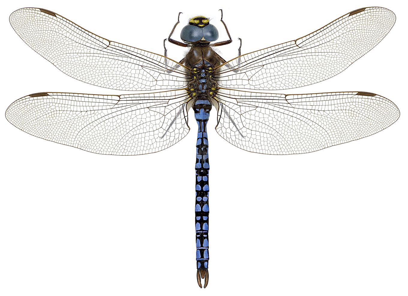 Aeshna caerulea