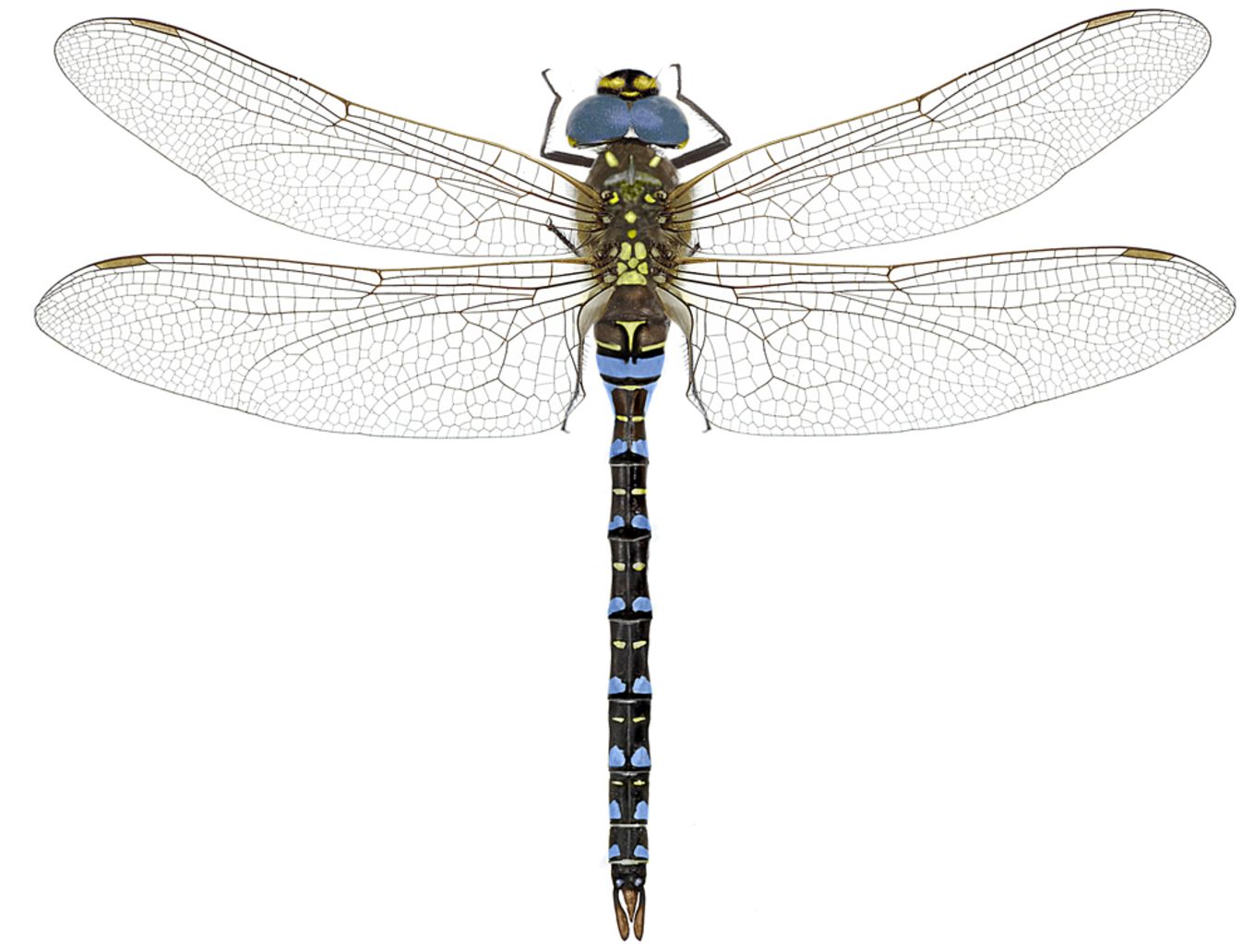 Aeshna mixta
