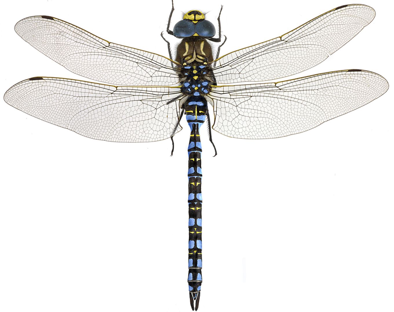 Aeshna serrata