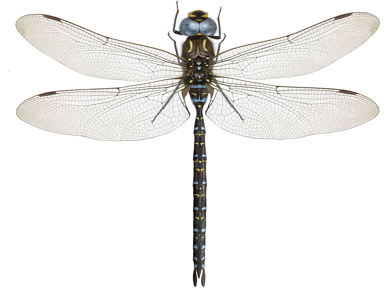 Aeshna subarctica