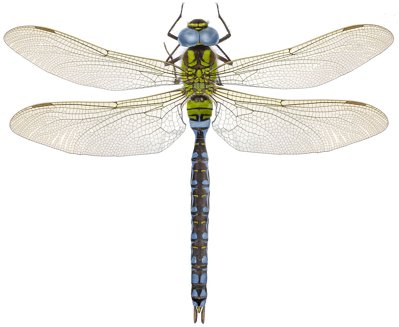 Aeshna viridis