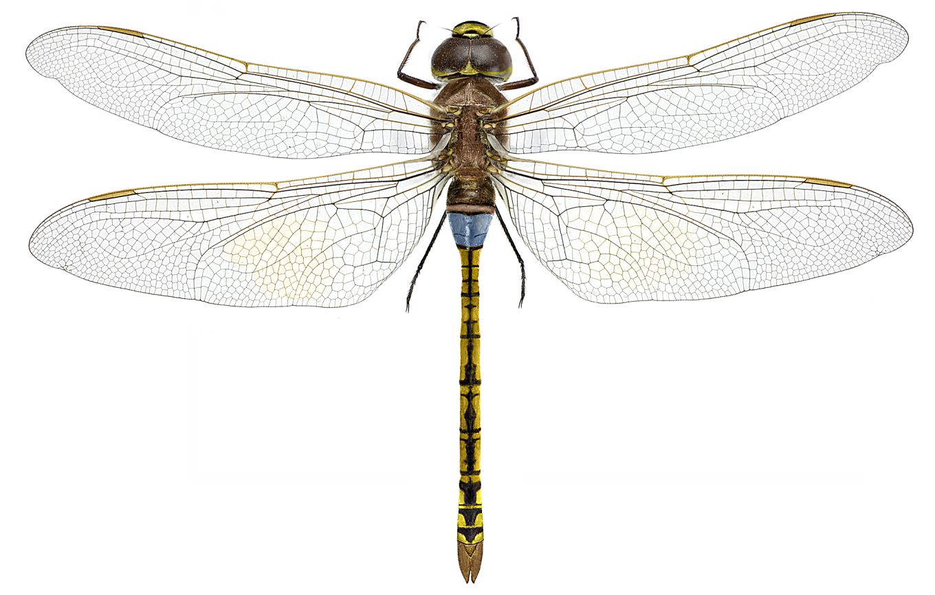 Anax ephippiger