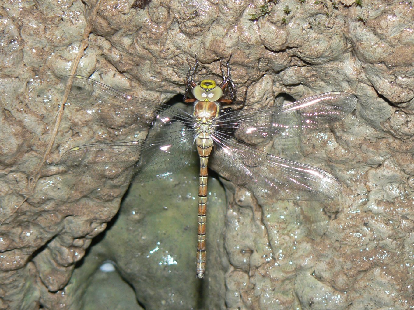 Caliaeschna microstigma