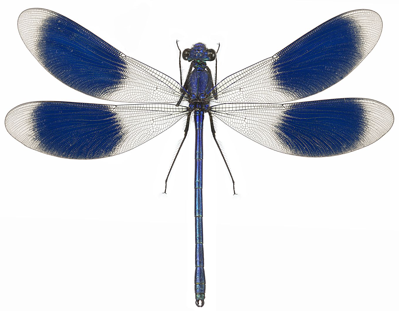 Calopteryx splendens