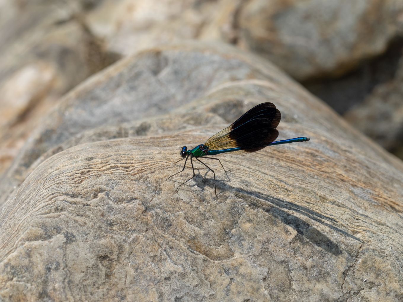 Calopteryx xanthostoma