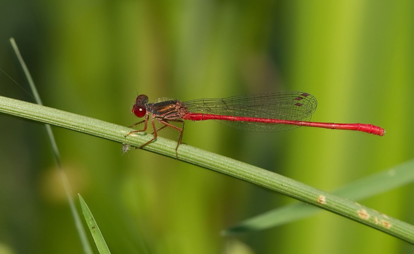 Ceriagrion georgifreyi