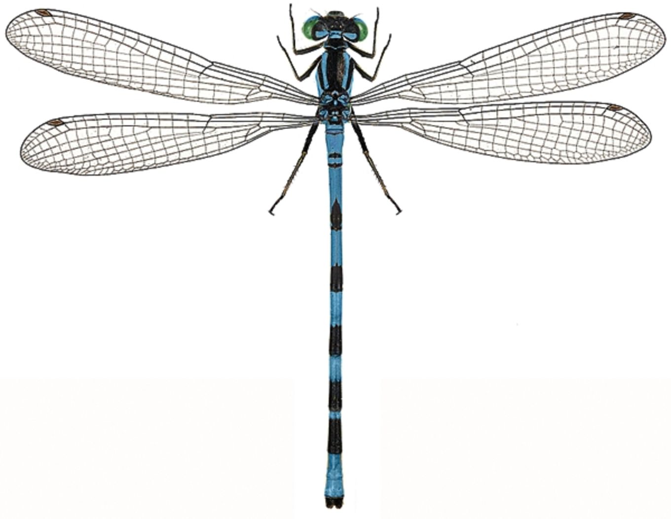 Coenagrion hastulatum