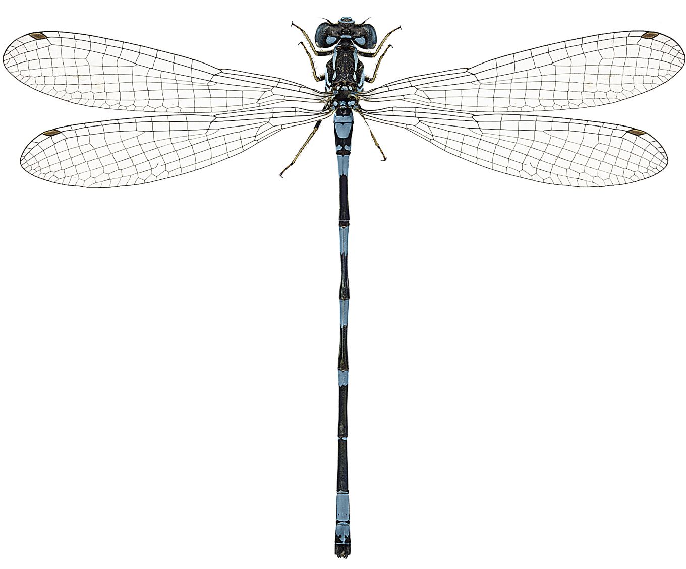 Coenagrion johanssoni