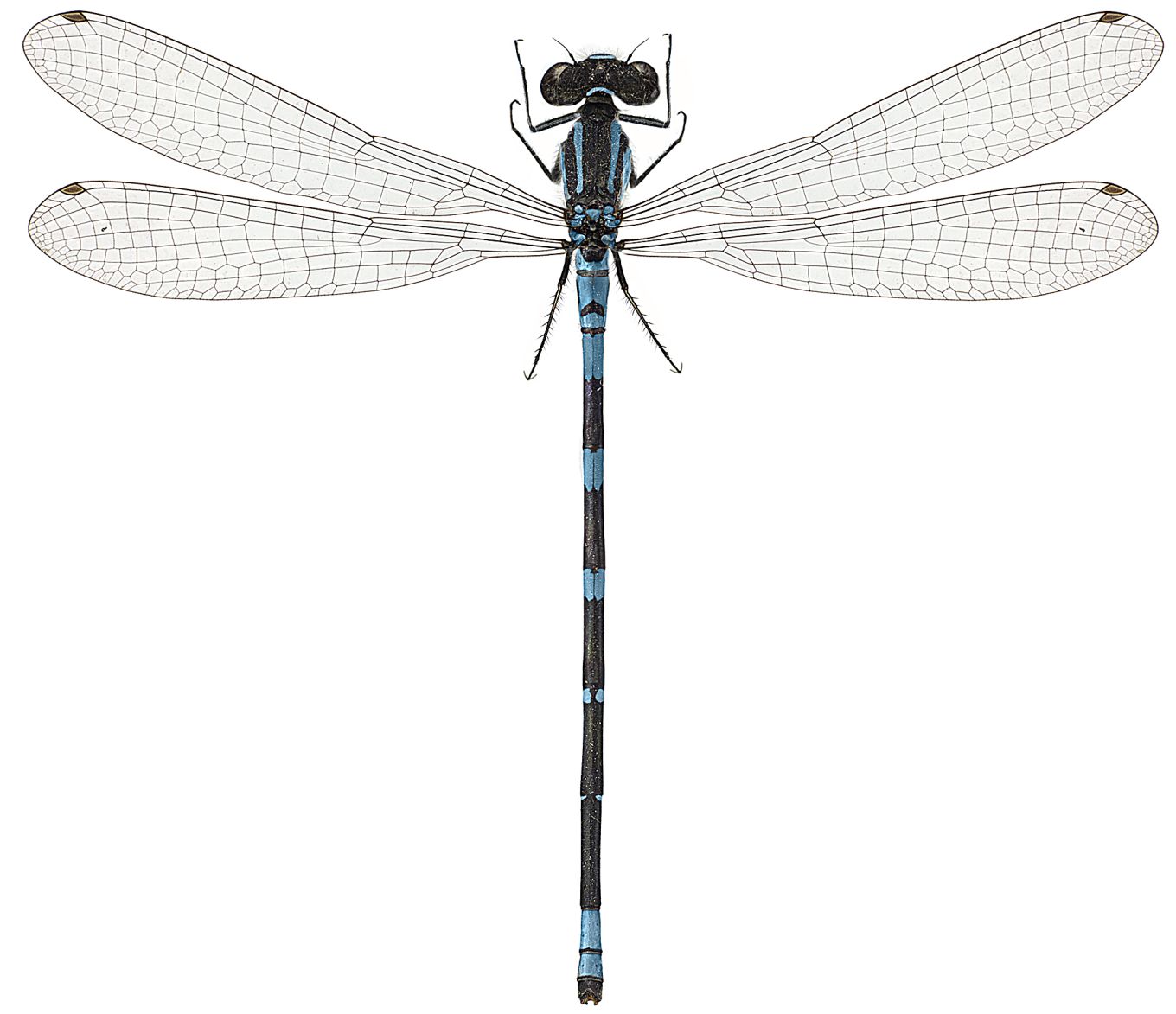Coenagrion lunulatum