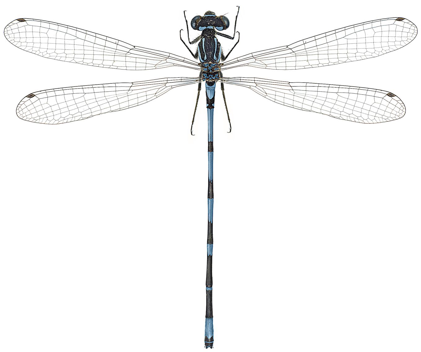 Coenagrion pulchellum