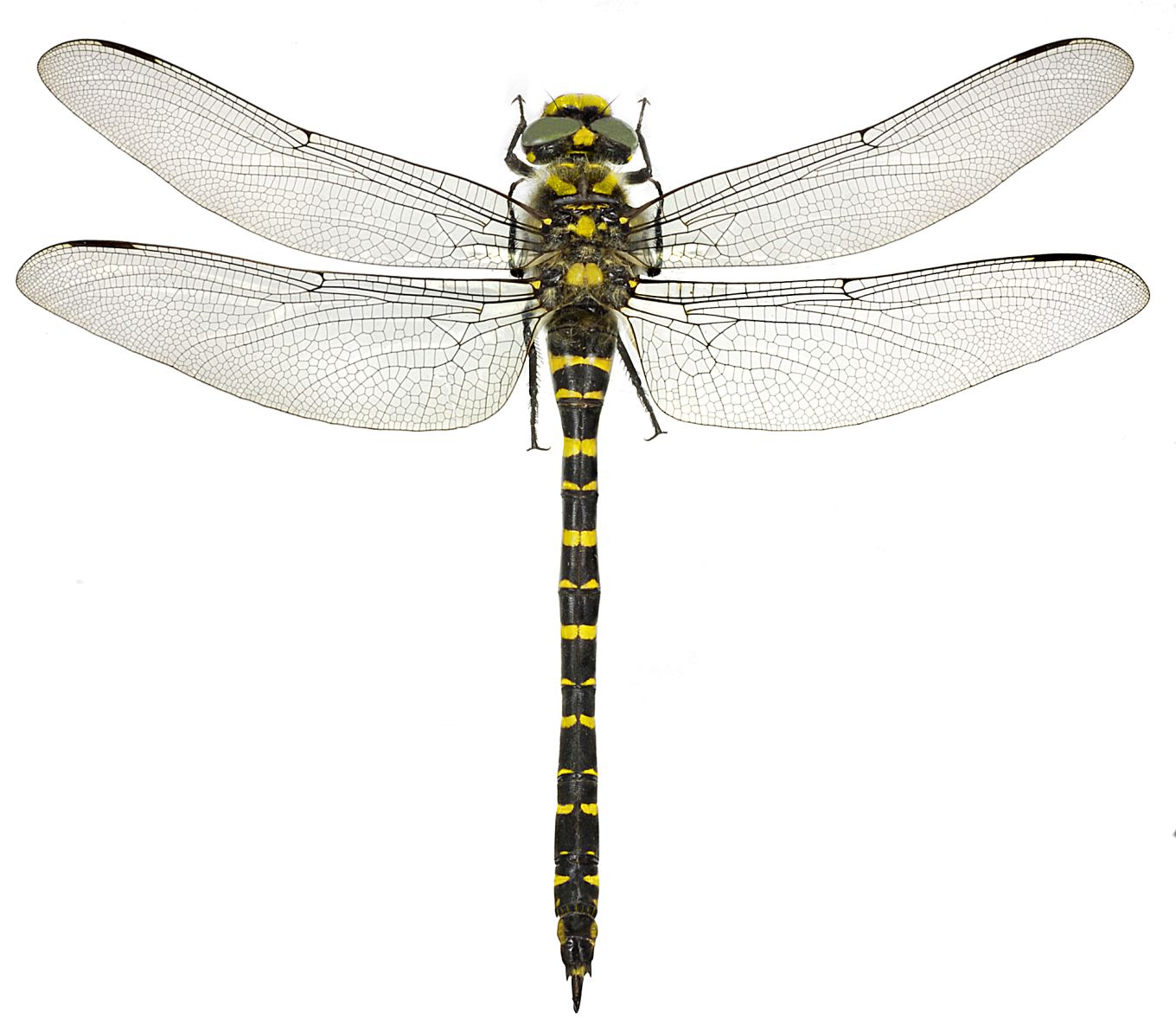 Cordulegaster boltonii