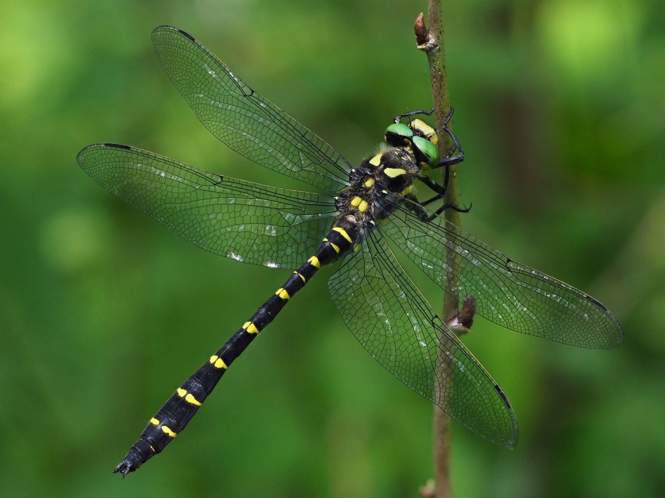 Cordulegaster bidentata