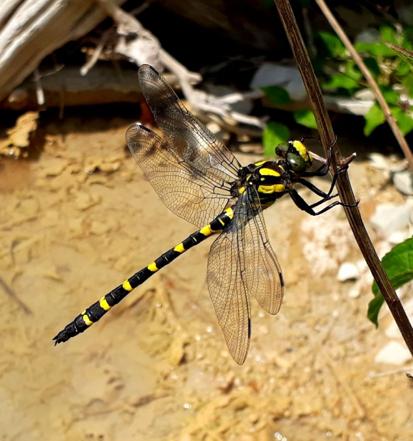 Cordulegaster picta