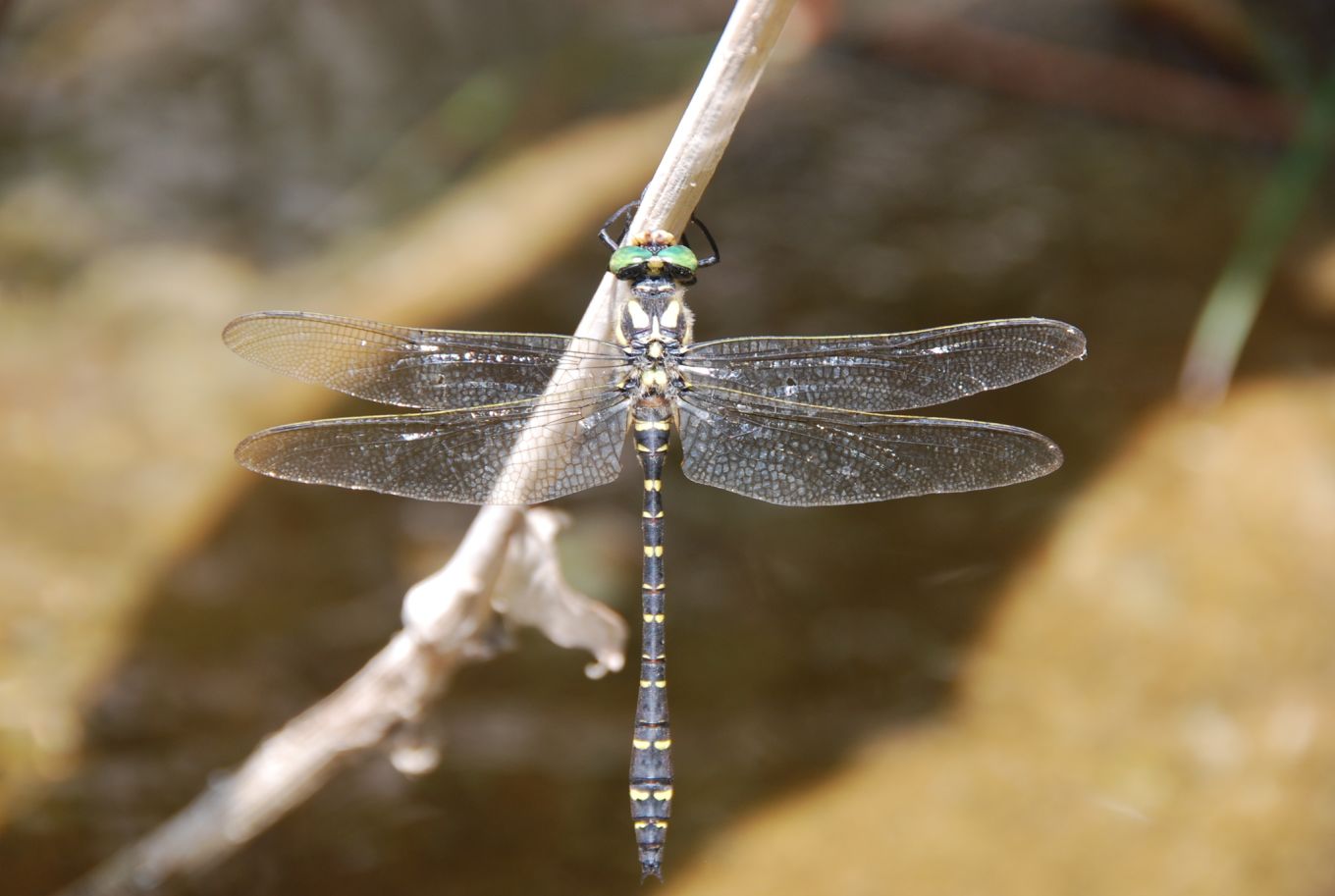 Cordulegaster trinacriae