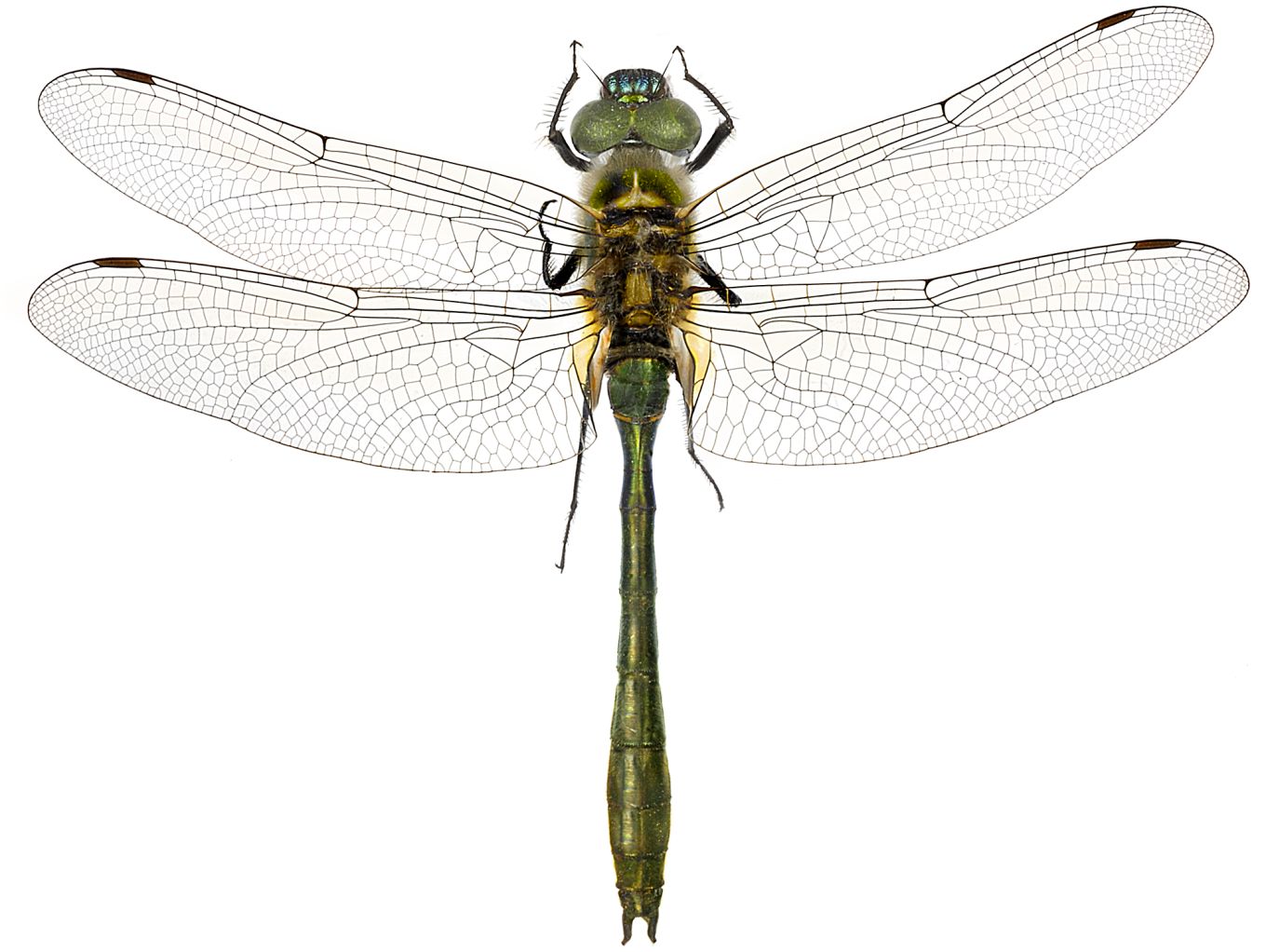 Cordulia aenea