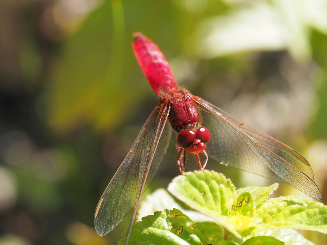 Crocothemis erythraea