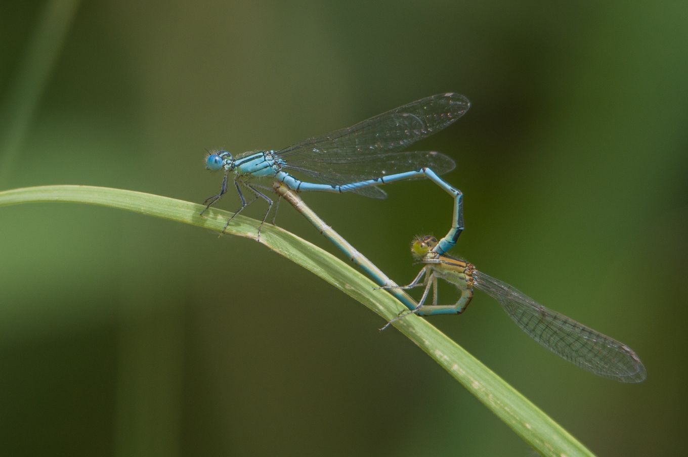 Erythromma lindenii