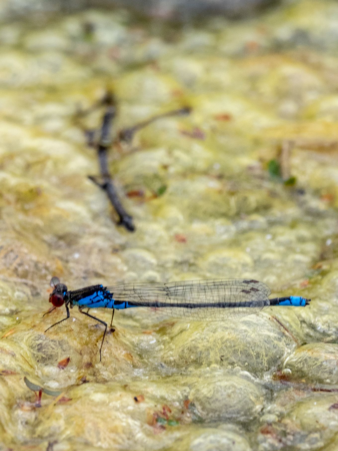 Erythromma viridulum