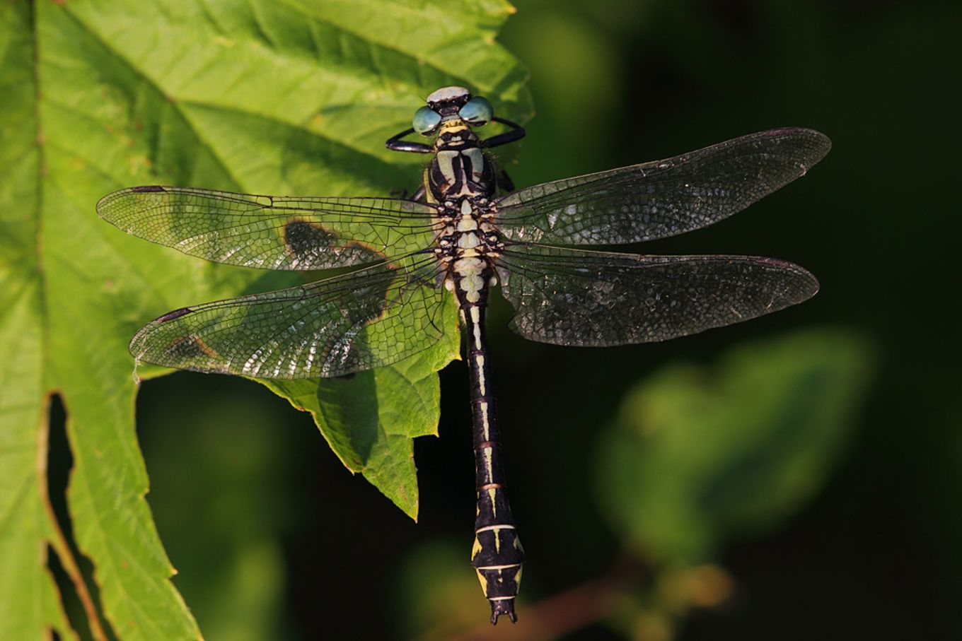 Gomphus schneiderii