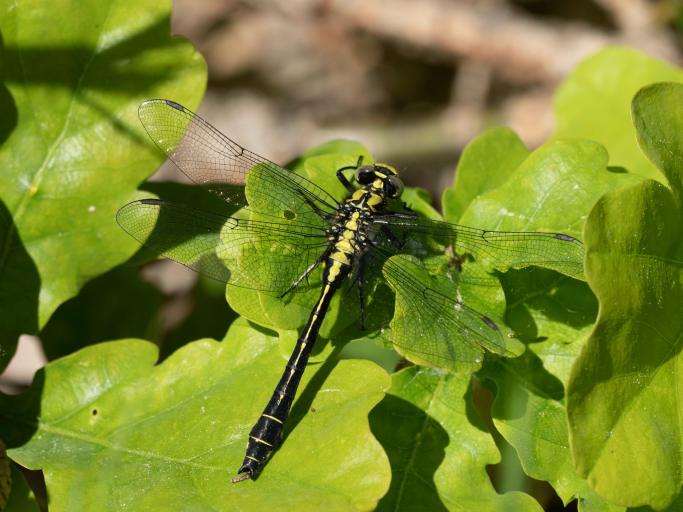Gomphus vulgatissimus
