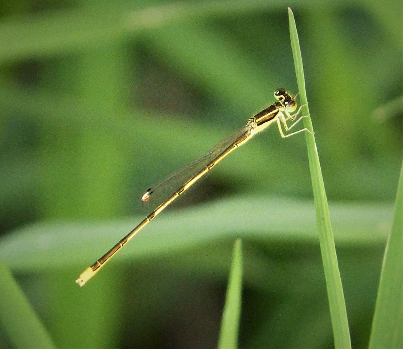 Ischnura hastata