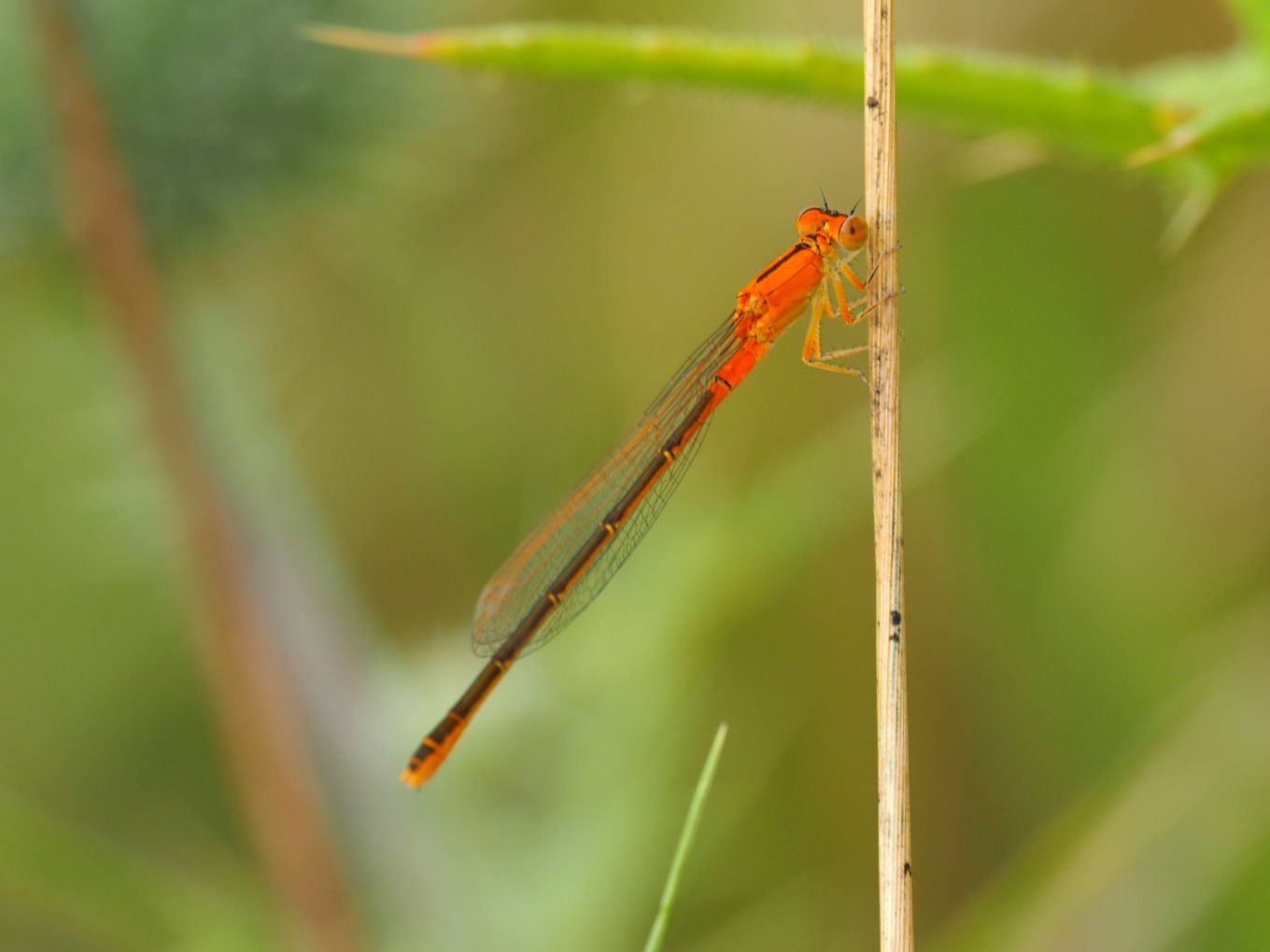 Ischnura pumilio