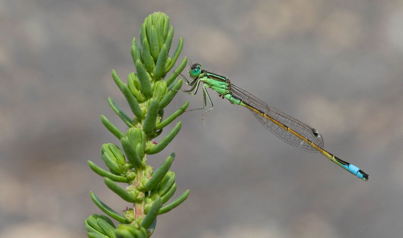 Ischnura saharensis