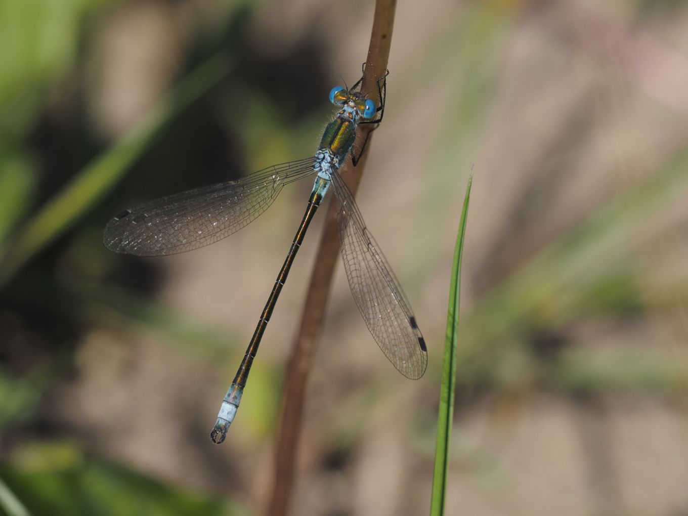 Lestes dryas