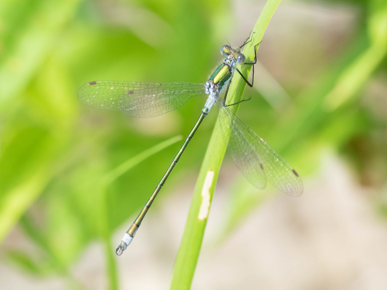 Lestes sponsa