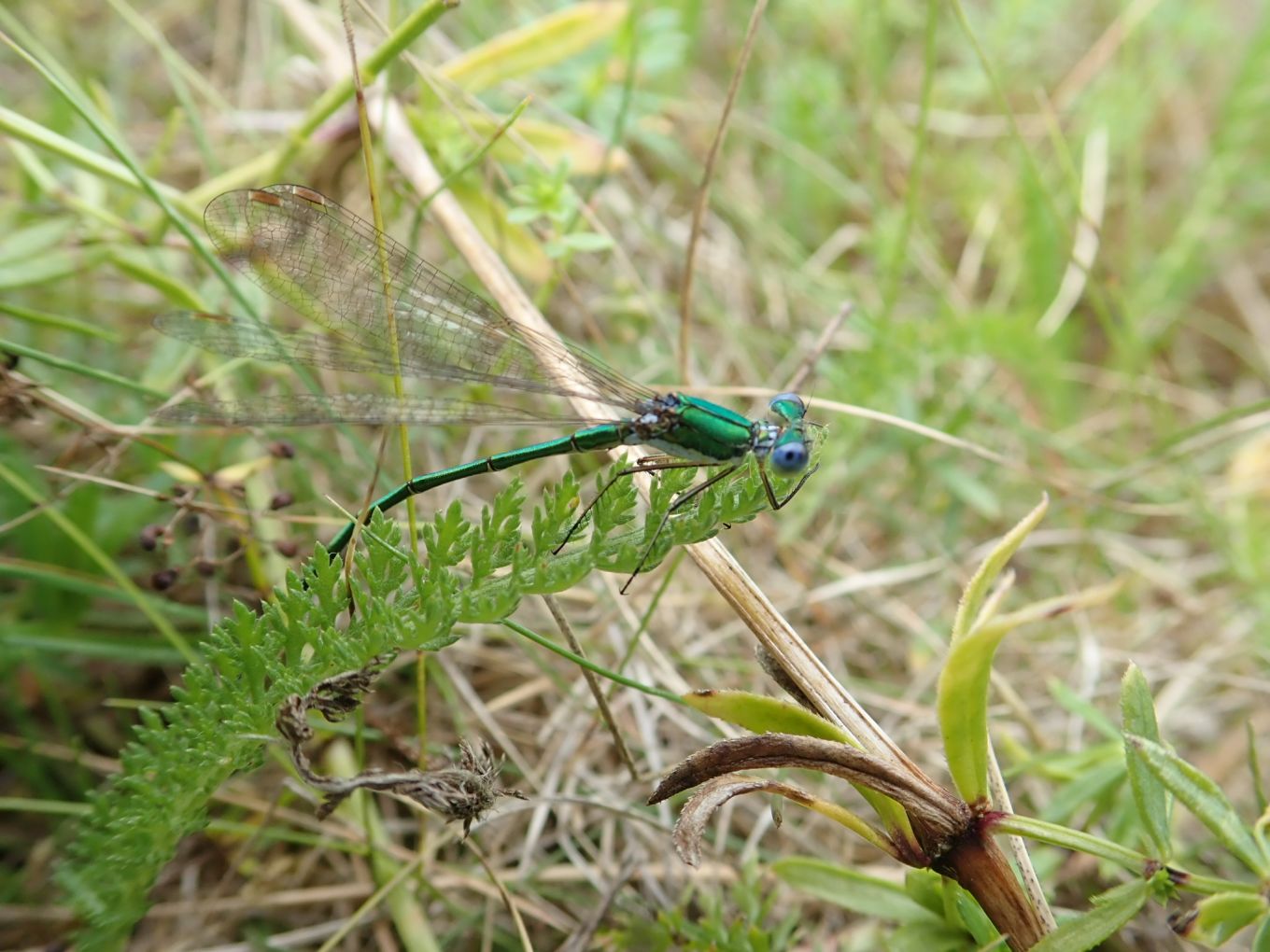 Lestes virens