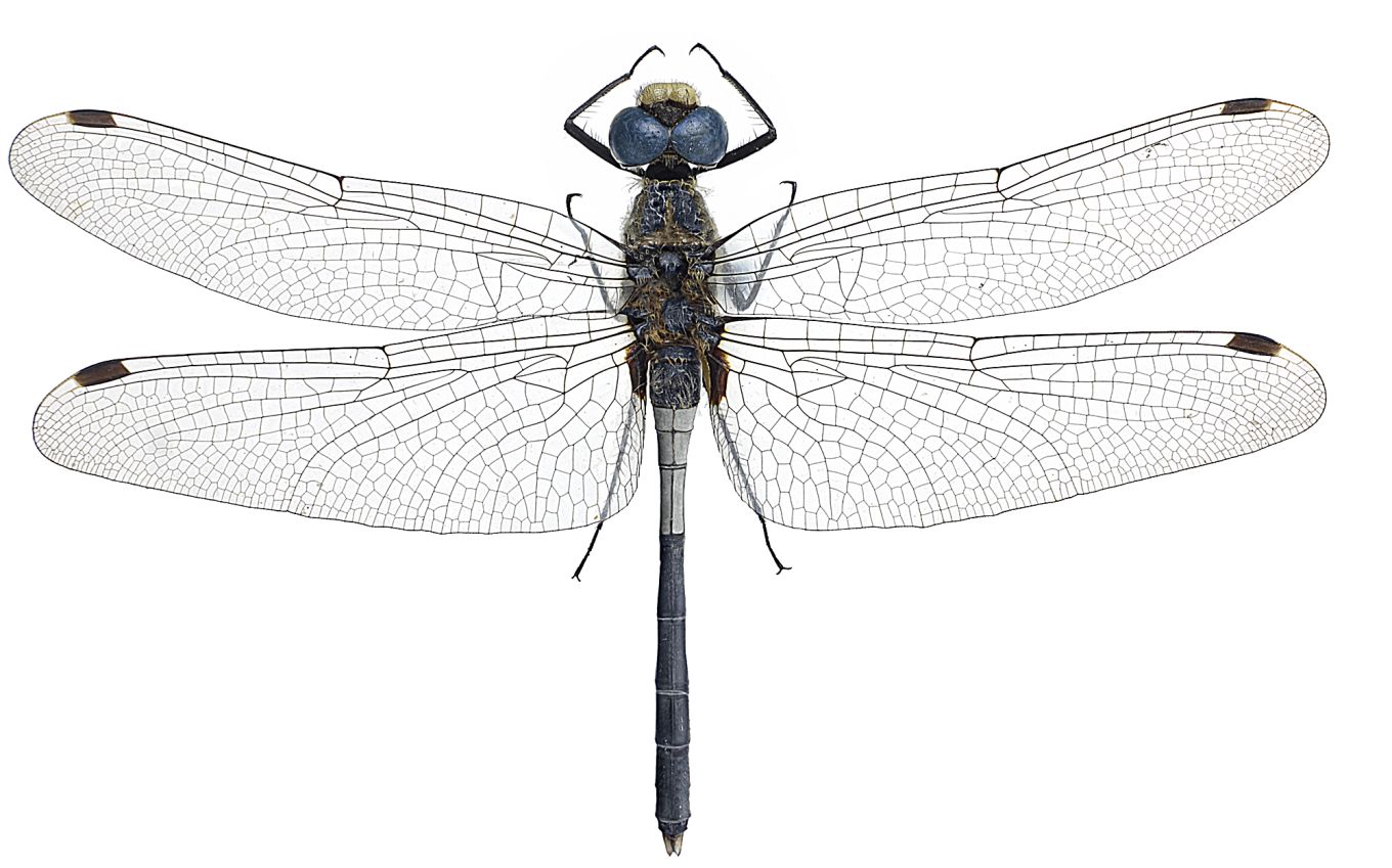 Leucorrhinia albifrons