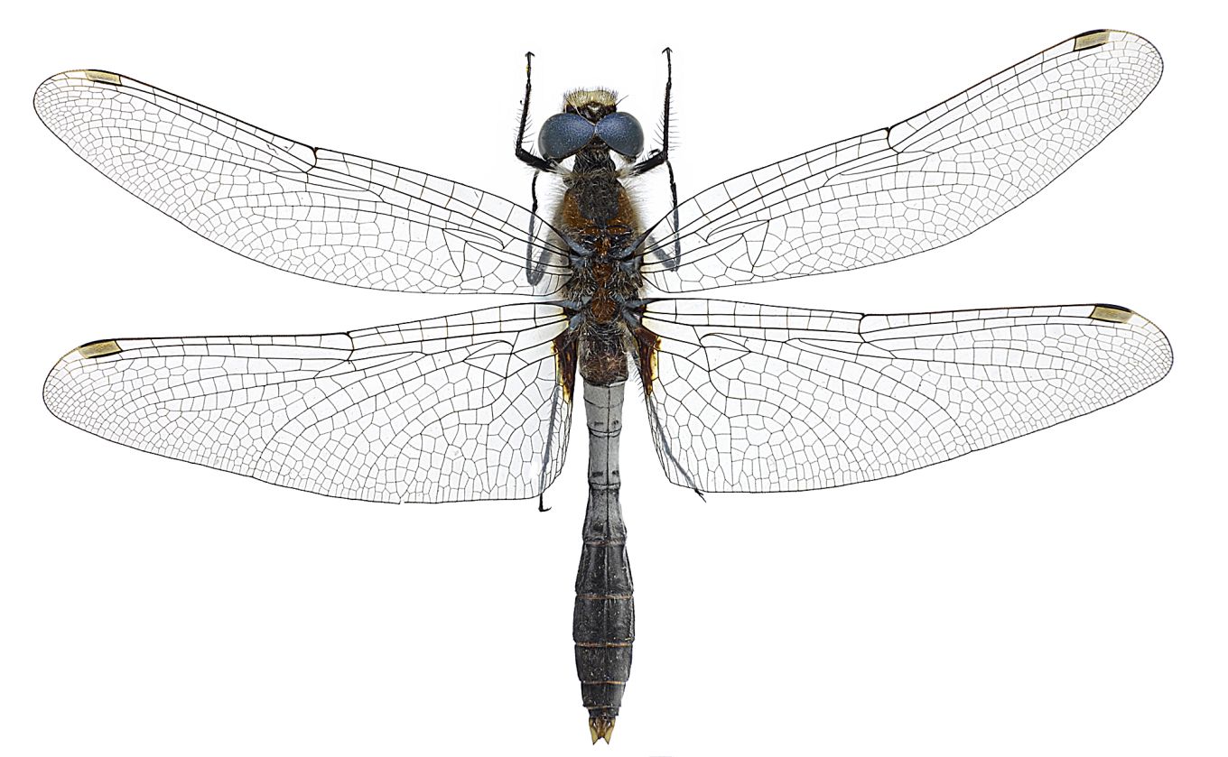 Leucorrhinia caudalis
