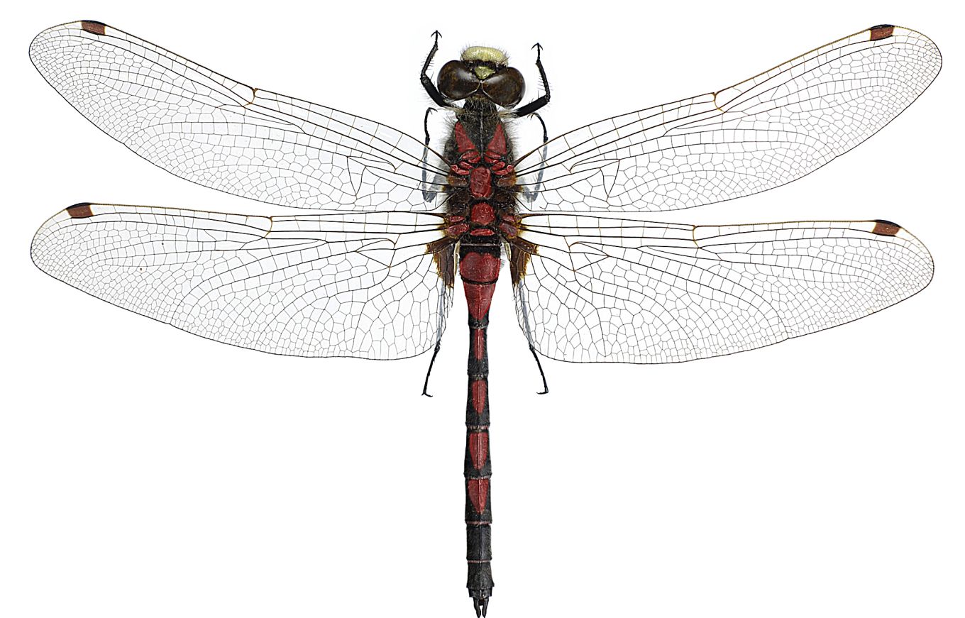 Leucorrhinia dubia
