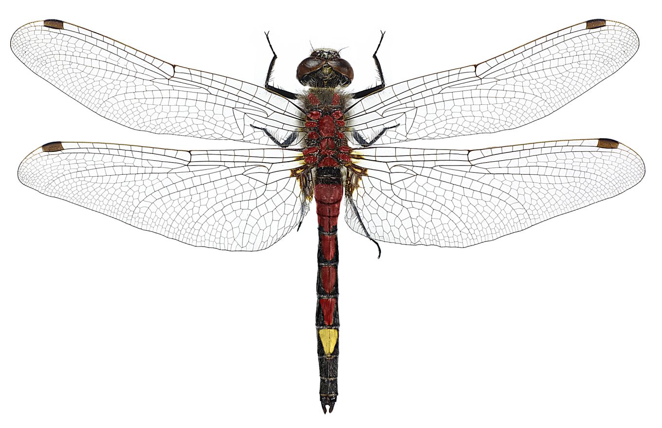 Leucorrhinia pectoralis