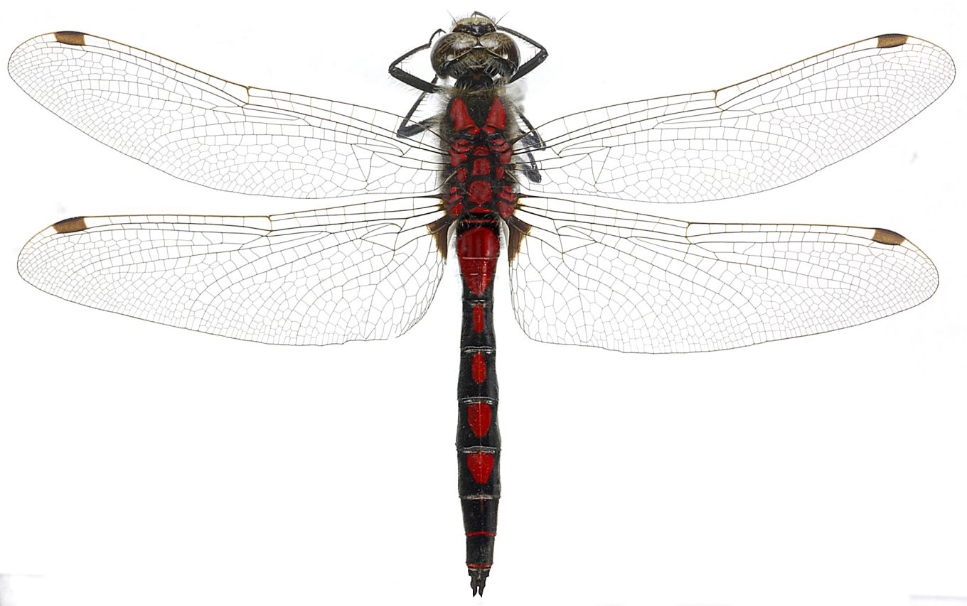 Leucorrhinia rubicunda