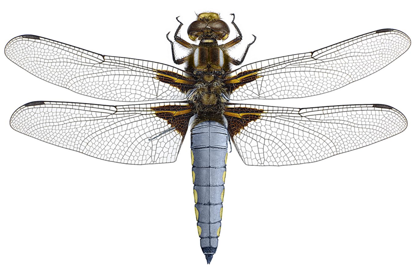 Libellula depressa
