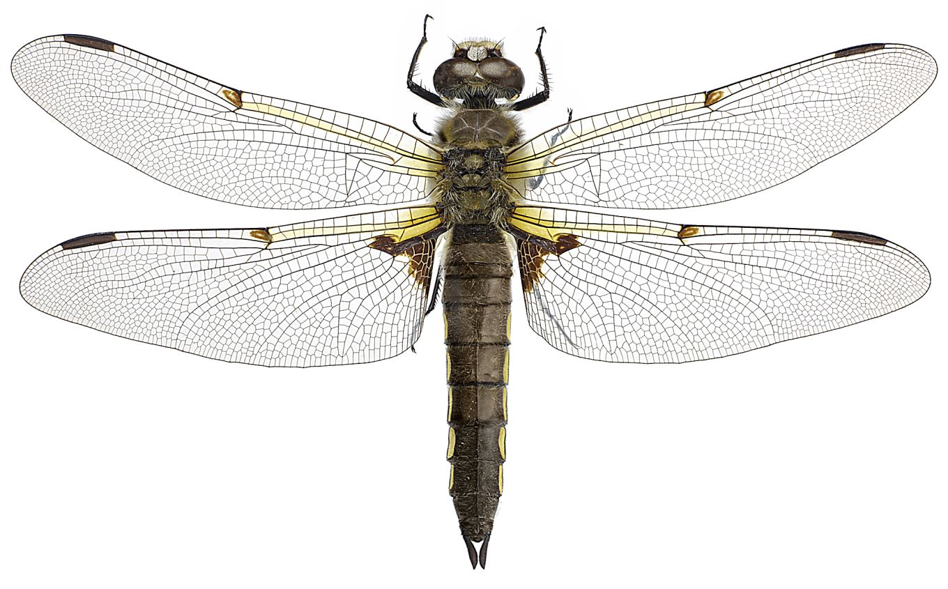Libellula quadrimaculata