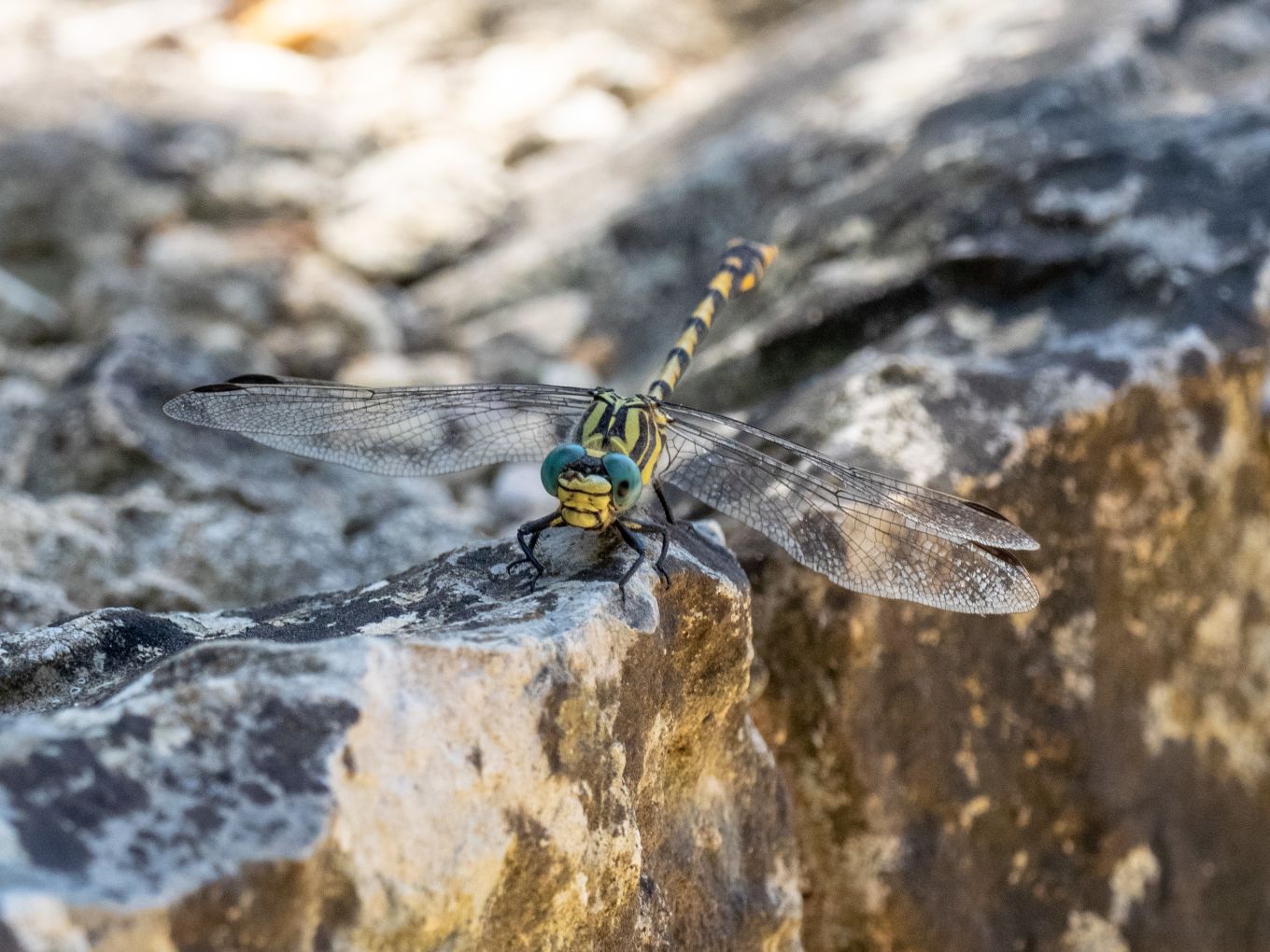 Onychogomphus uncatus