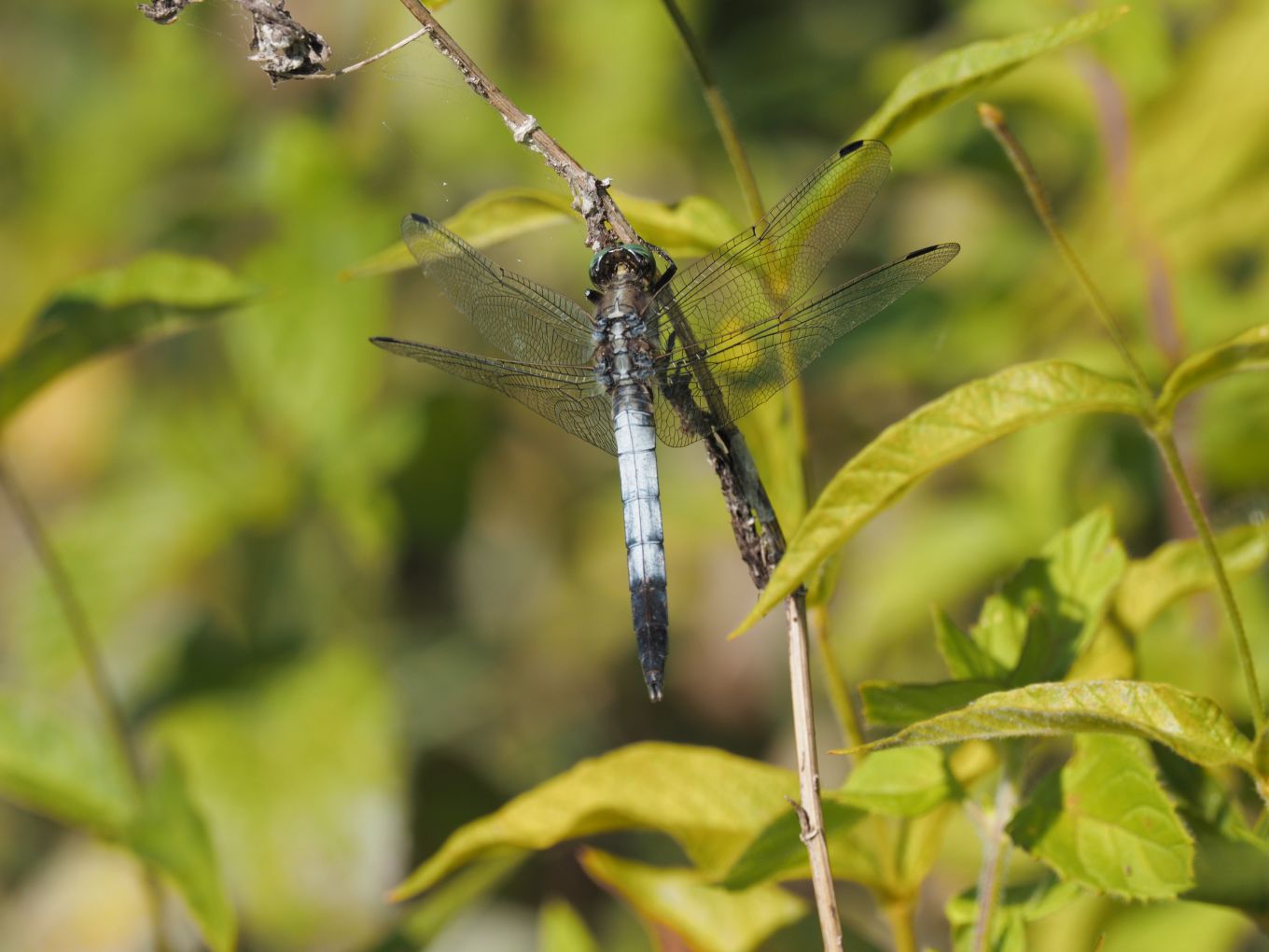Orthetrum albistylum