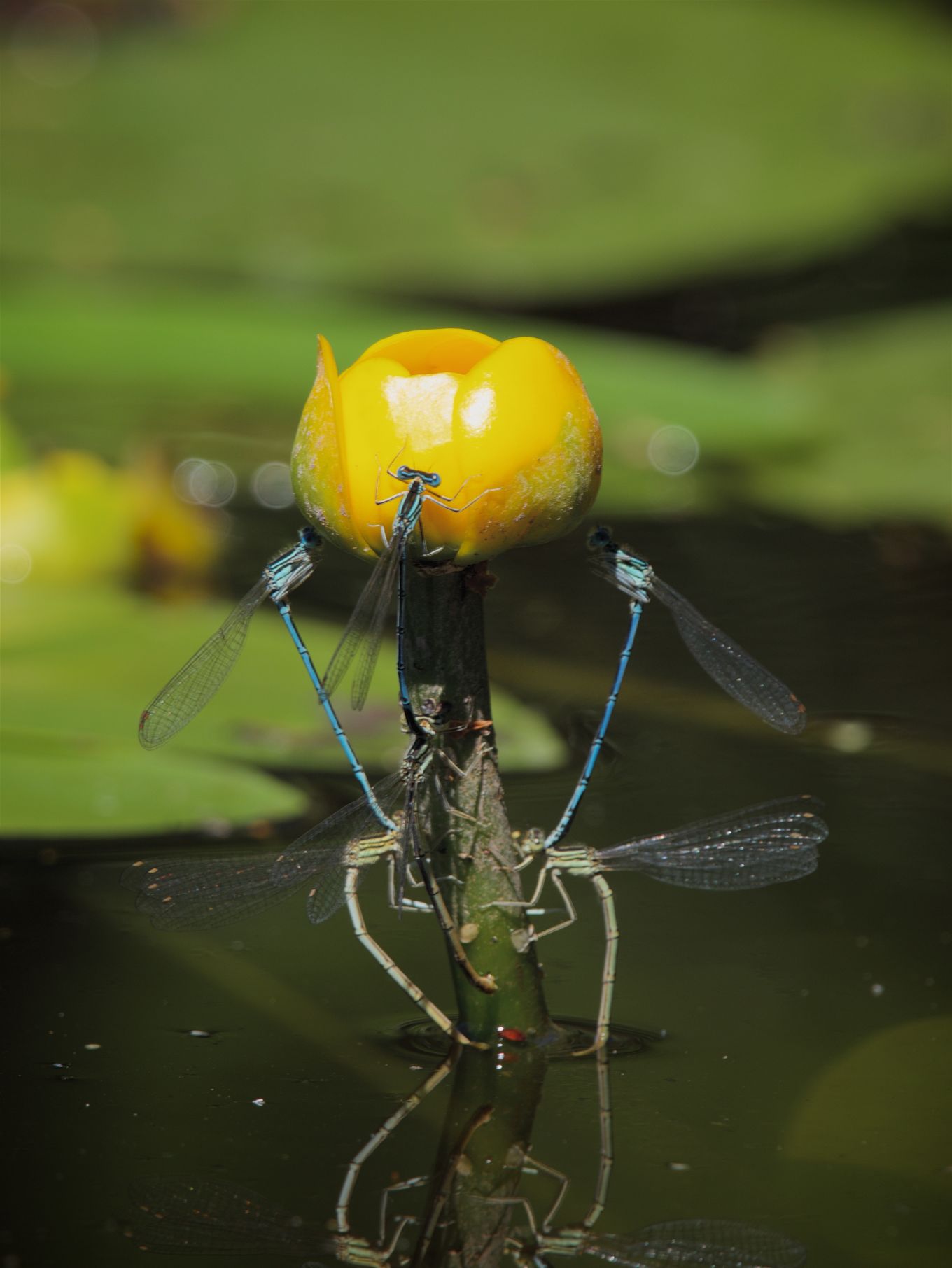Platycnemis pennipes