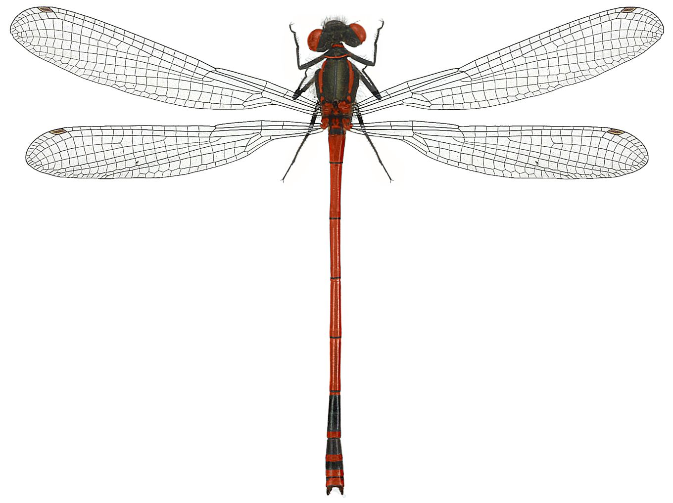 Pyrrhosoma nymphula