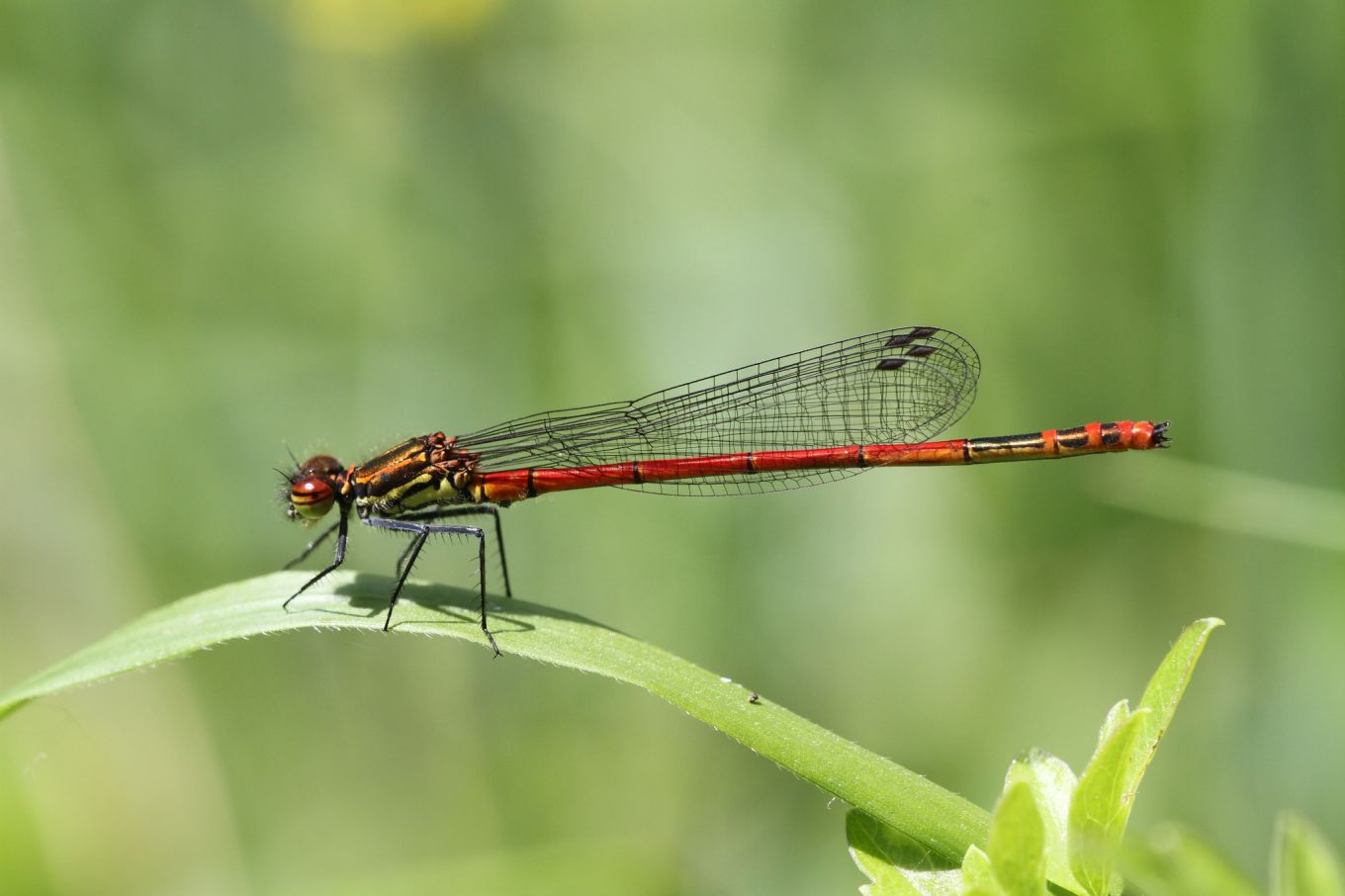 Pyrrhosoma elisabethae