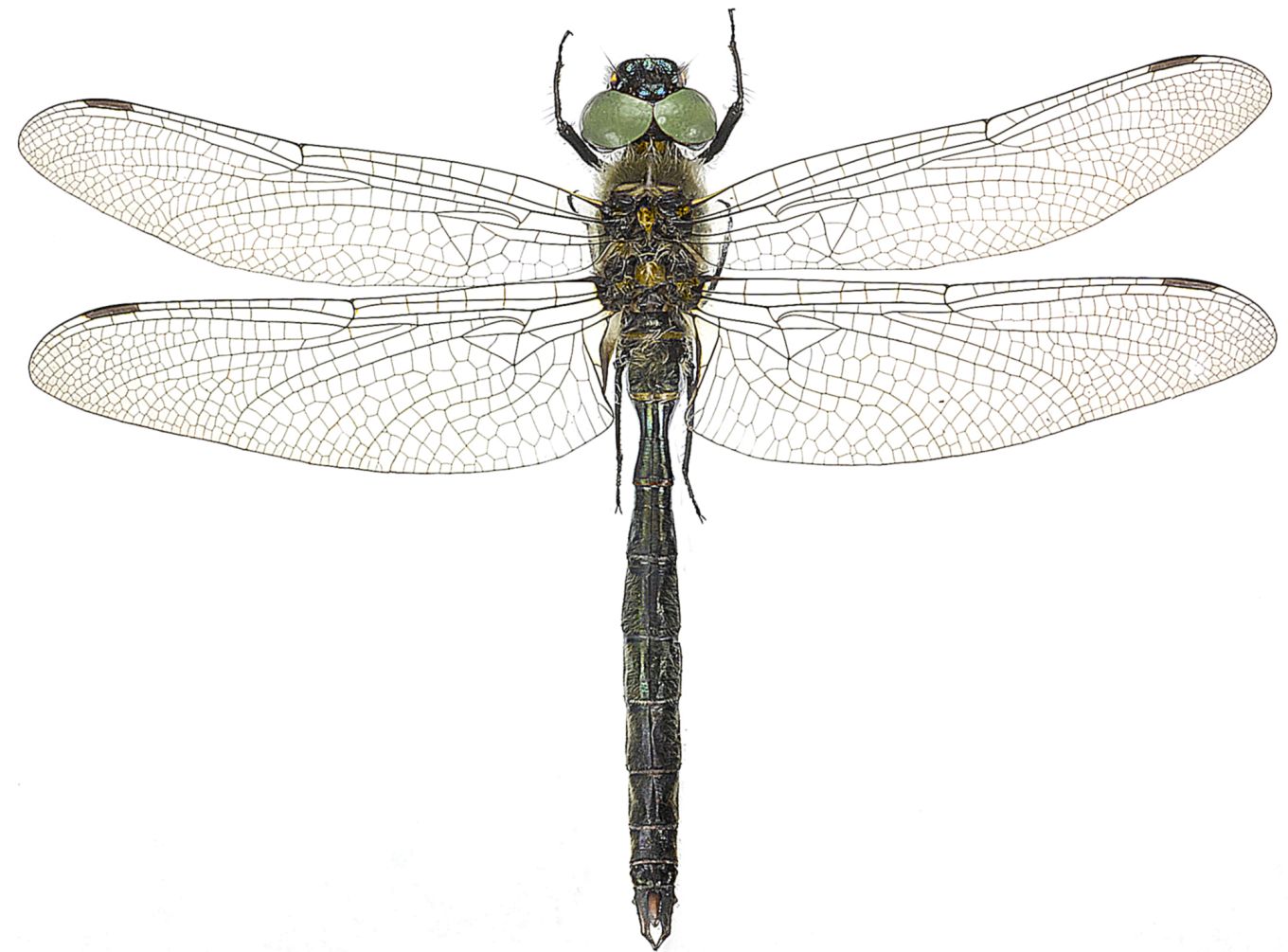 Somatochlora alpestris