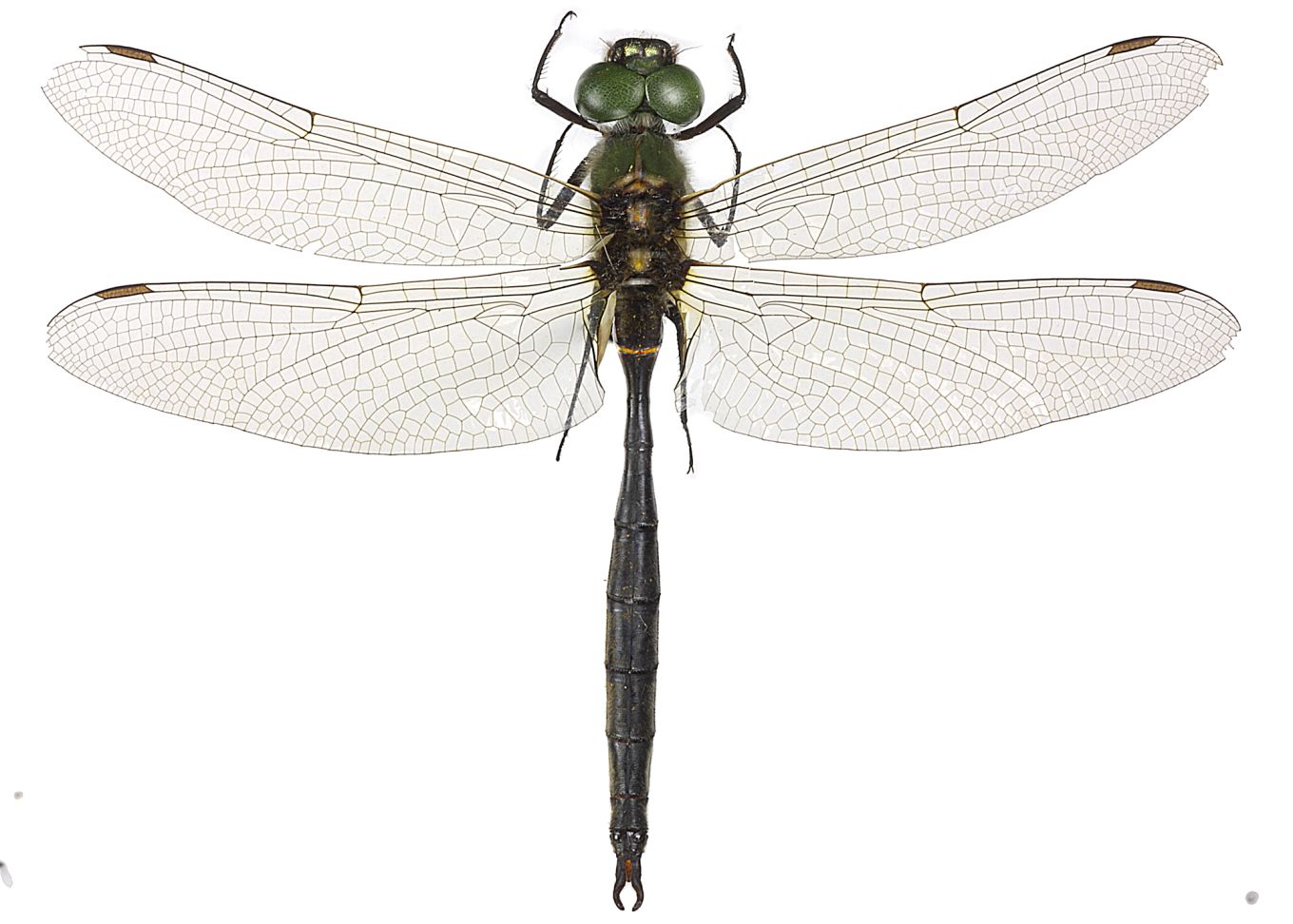 Somatochlora arctica