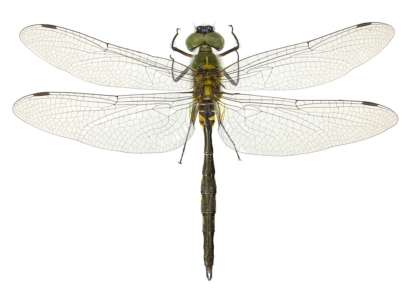 Somatochlora flavomaculata