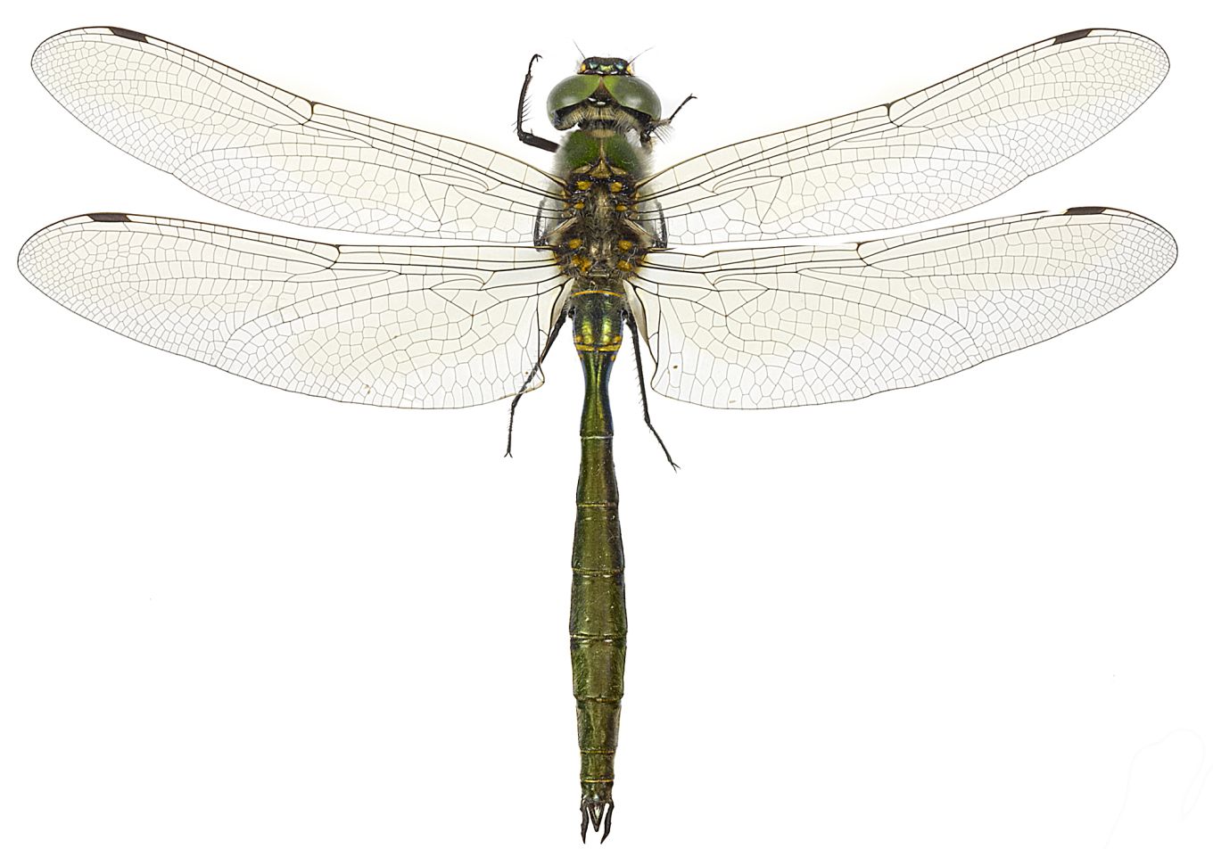 Somatochlora metallica