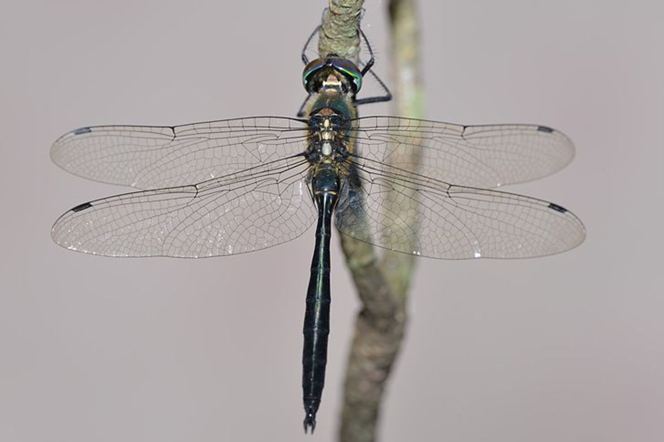Somatochlora graeseri